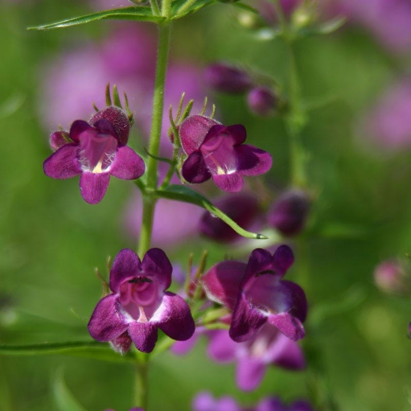 Pike's Peak Purple Penstemon