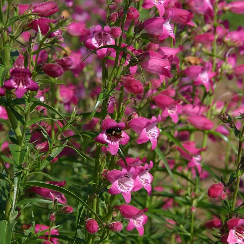 Red Rocks® Penstemon | Summer Rose-Pink Blooms