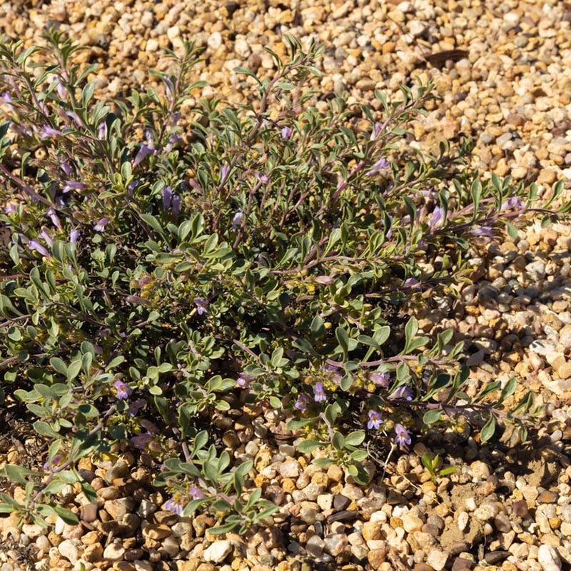 Tushar Bluemat Penstemon