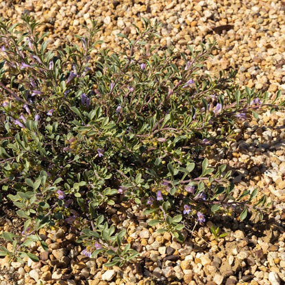 Tushar Bluemat Penstemon