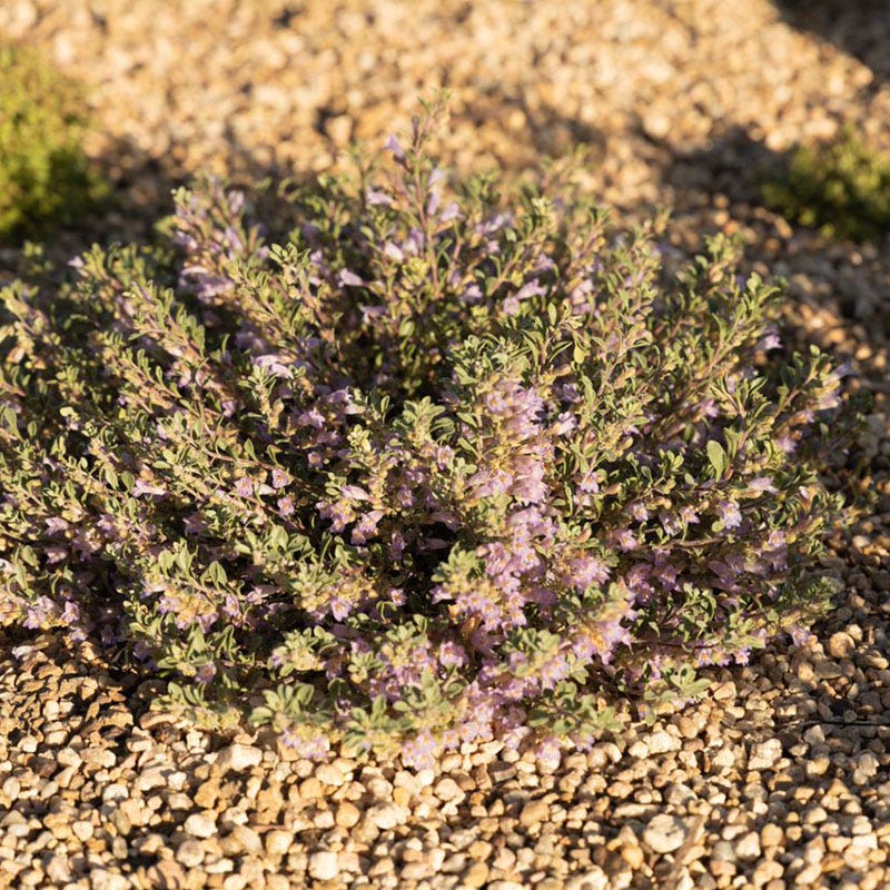 Tushar Bluemat Penstemon, Penstemon xylus | High Country Gardens