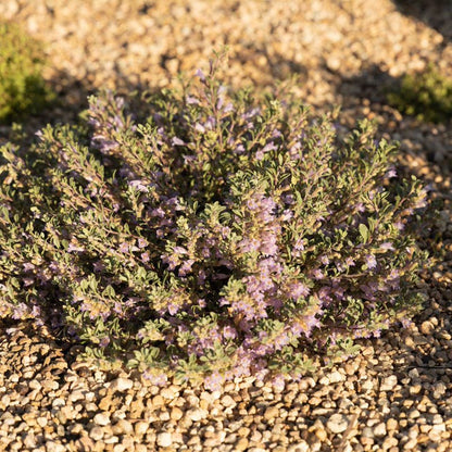 Tushar Bluemat Penstemon