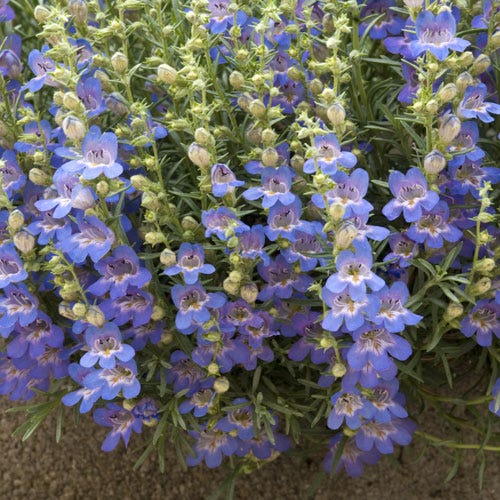 Blue Lips Penstemon