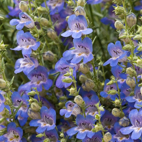 High Country Gardens Penstemon Blue Lips - Thumbnail 2