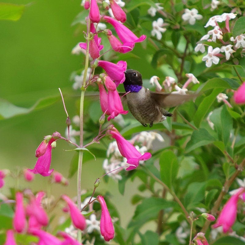 Coconino County Desert Penstemon