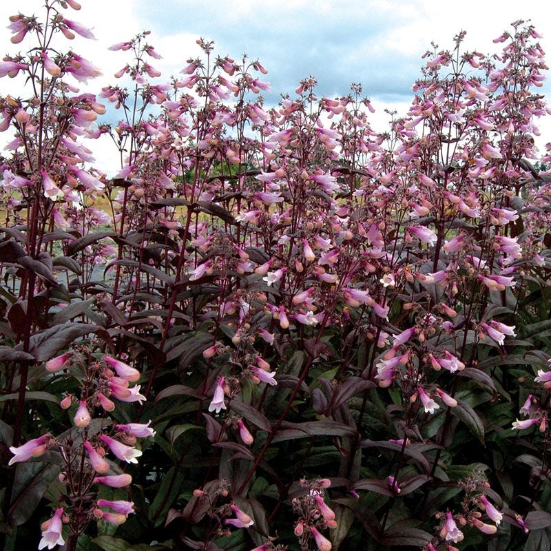 Dark Towers Penstemon