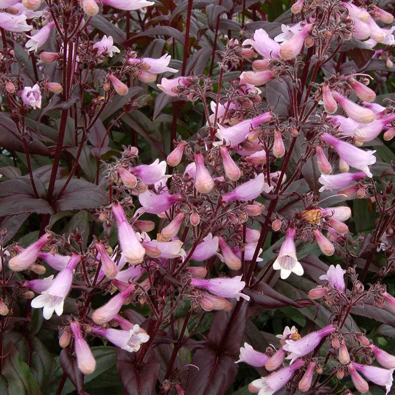 High Country Gardens Penstemon Dark Towers
