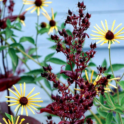 Dark Towers Penstemon
