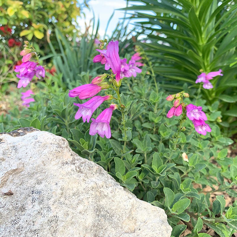 Western Native Penstemon Collection