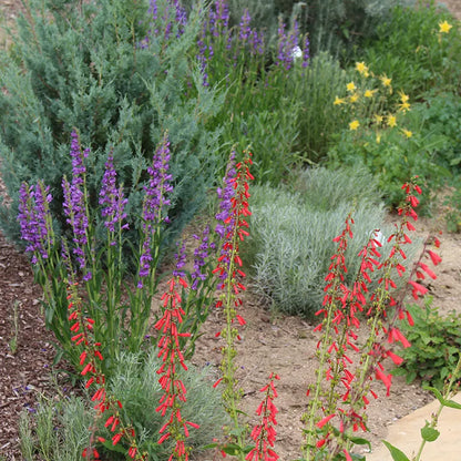 Utah Perennial Collection