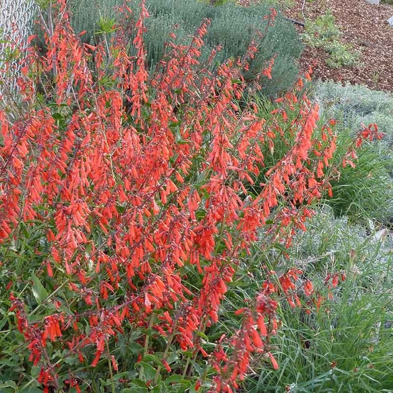 Firecracker Penstemon Richfield Strain