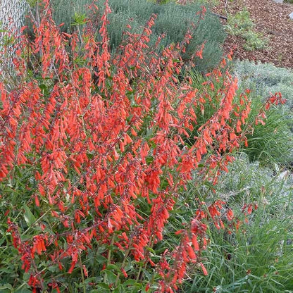 Firecracker Penstemon Richfield Strain