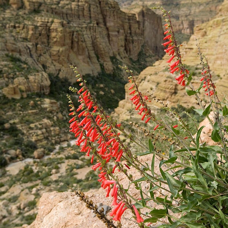 Western Native Penstemon Collection