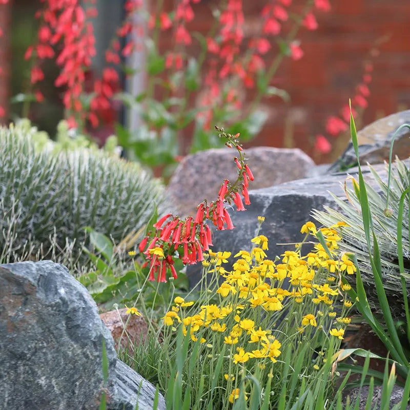 Utah Perennial Collection
