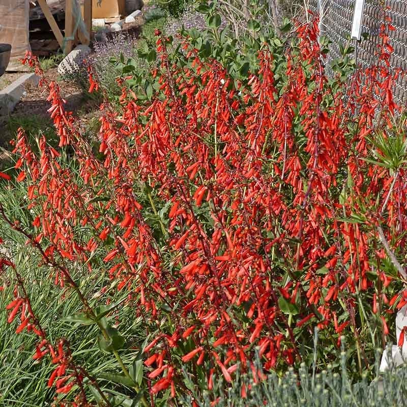 Firecracker Beardtongue, Penstemon eatonii Richfield Strain | High