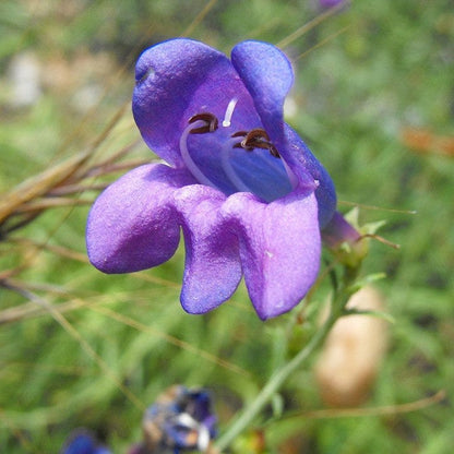 Electric Blue Penstemon