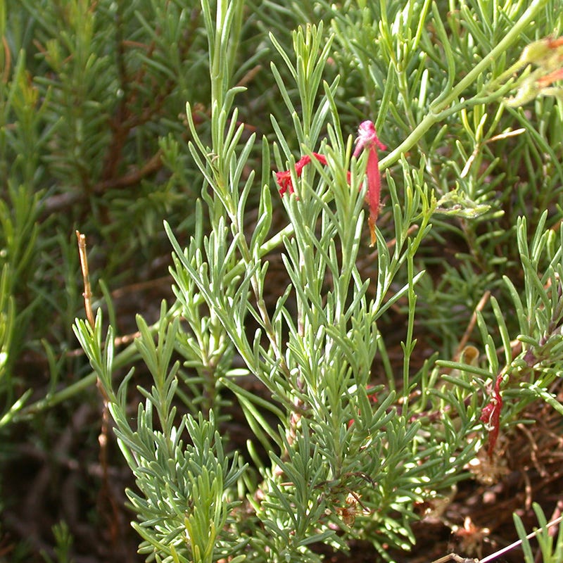 HALF PINT® Pineleaf Penstemon