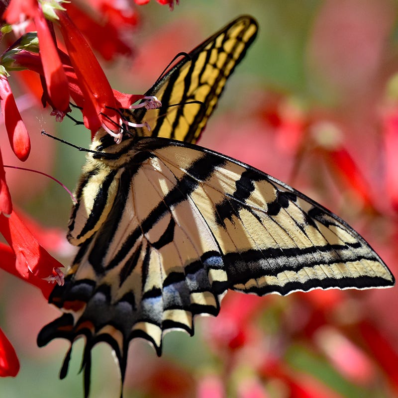 HALF PINT® Pineleaf Penstemon