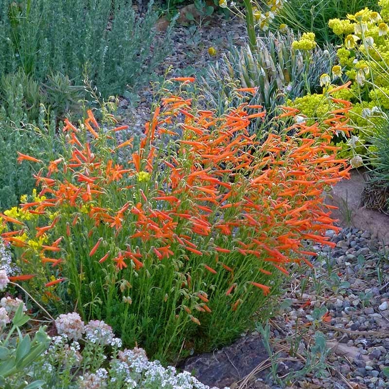 Western Native Penstemon Collection
