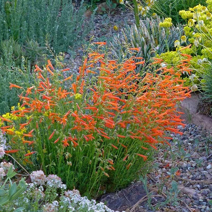 Western Native Penstemon Collection