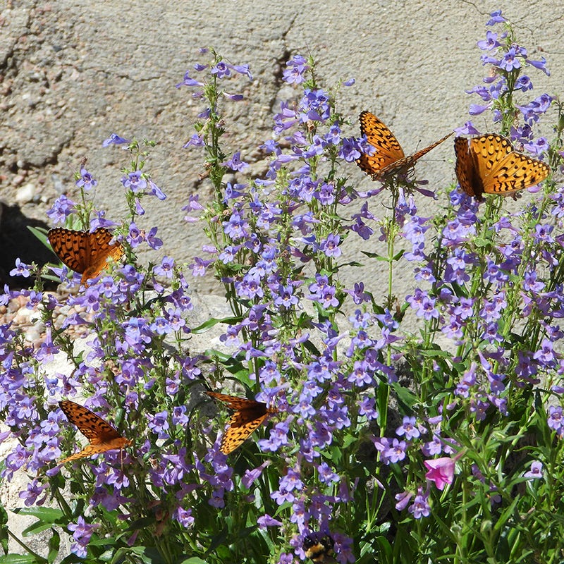 Blue Mist Penstemon - Thumbnail 2