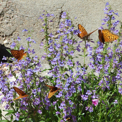 Blue Mist Penstemon