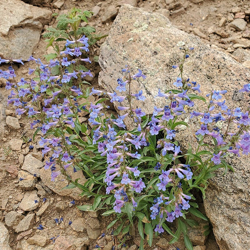 Blue Mist Penstemon