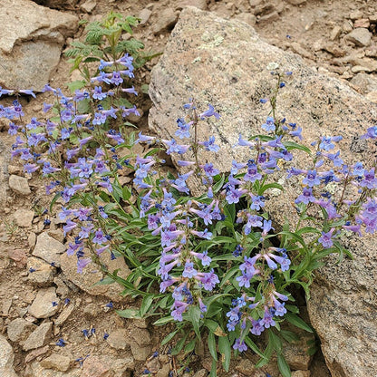 Blue Mist Penstemon