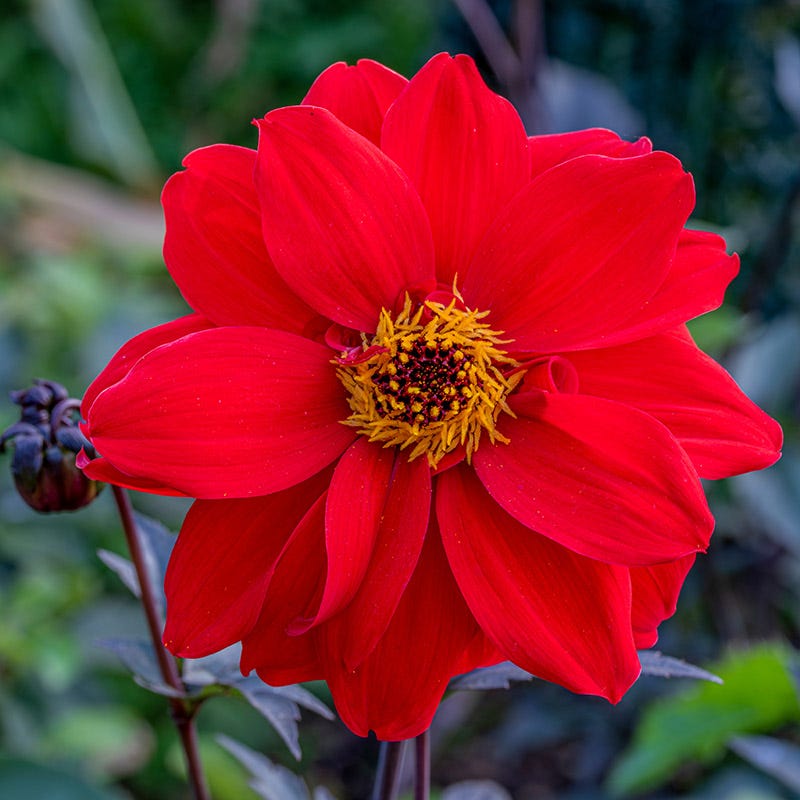 Bishop of Llandaff Peony Flowering Dahlia - Thumbnail 2