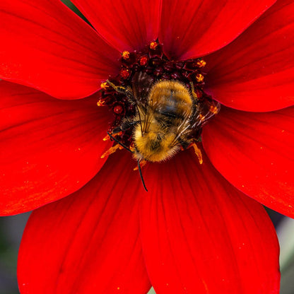 Bishop of Llandaff Peony Flowering Dahlia
