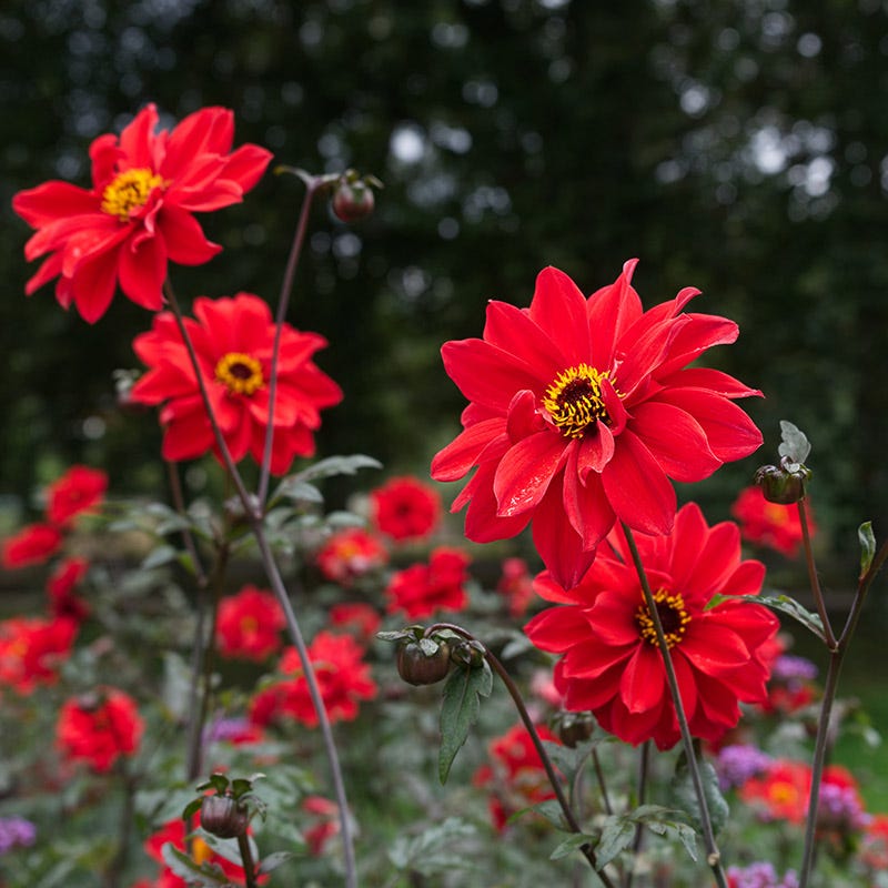 dahlia bishop of llandaff seeds Bishop of Llandaff Peony Flowering Dahlia Bulbs