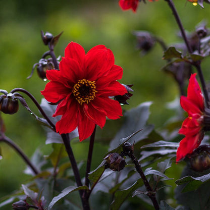 Bishop of Llandaff Peony Flowering Dahlia