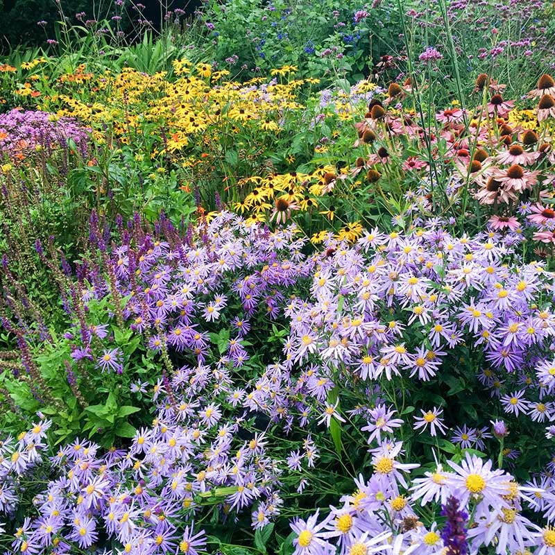 high country gardens wildflower seeds High Country Meadow Mix Native Wildflower Seed