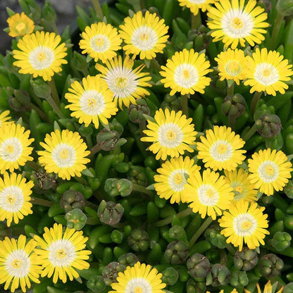 Jewel of Desert® Peridot Ice Plant