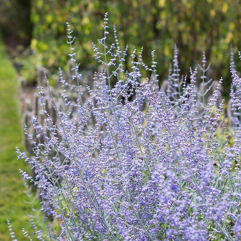 Blue Spire Russian Sage - Thumbnail 2