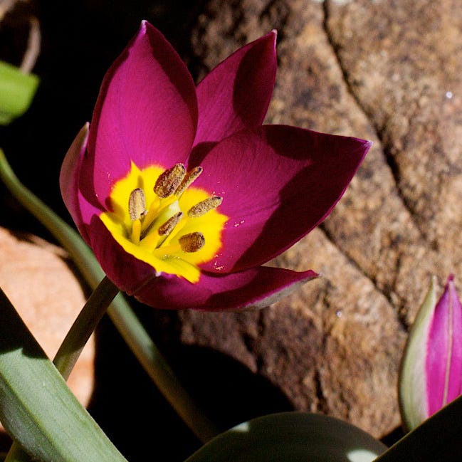 Persian Pearl Wildflower Tulip - Thumbnail 2