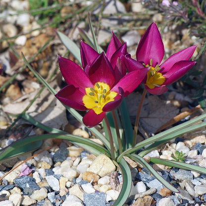 Persian Pearl Wildflower Tulip