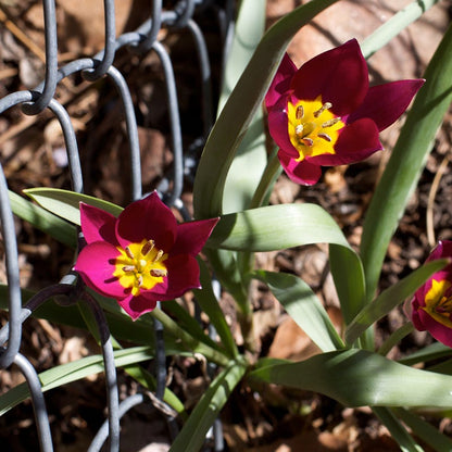 Persian Pearl Wildflower Tulip