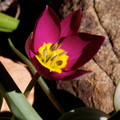 Early Spring Blooming Bulb Collection