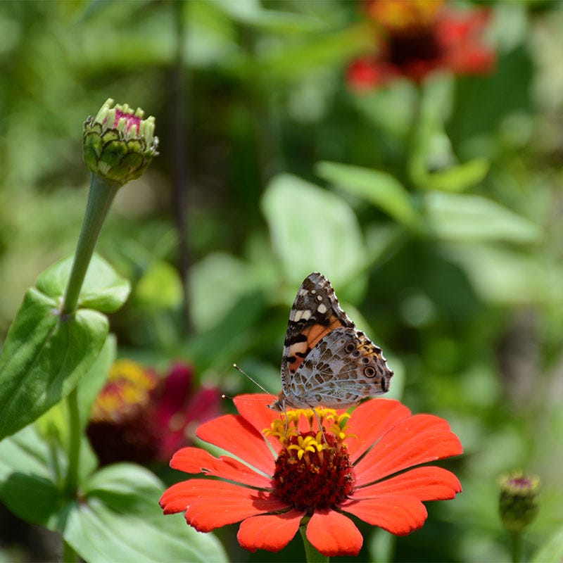 Peruvian Zinnia Seeds
