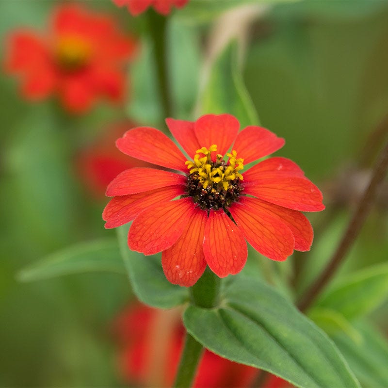 Peruvian Zinnia Seeds