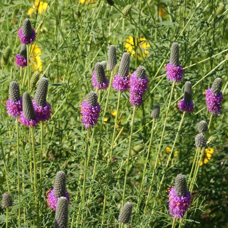 High Country Gardens Purple Prairie Clover - Thumbnail 2