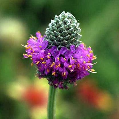 Purple Prairie Clover Seeds