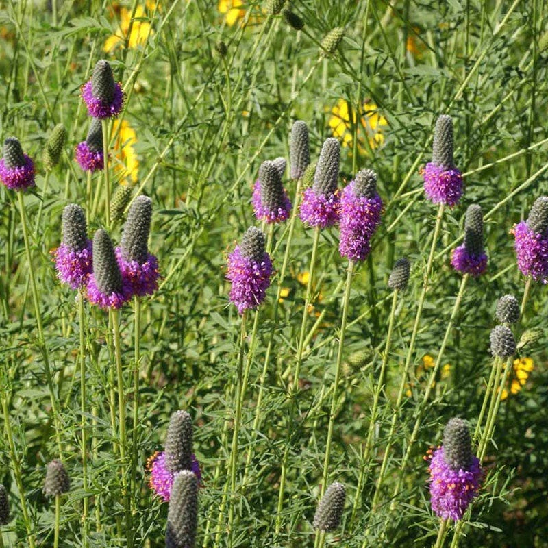 plant with purple seeds Purple Prairie Clover Seeds, Dalea purpurea
