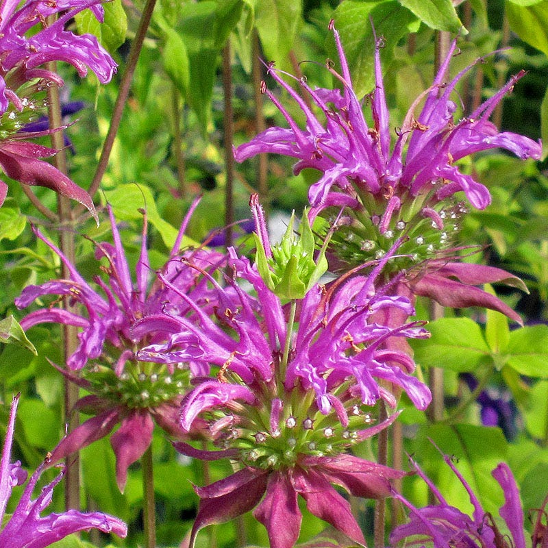 Monarda Peter's Purple, Peter's Purple Bee Balm | High Country Gardens