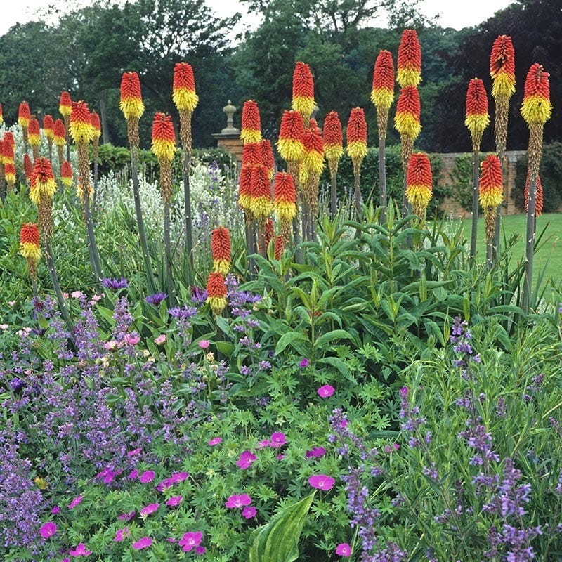 Pfitzer Red Hot Poker Mix | Hummingbird Magnet