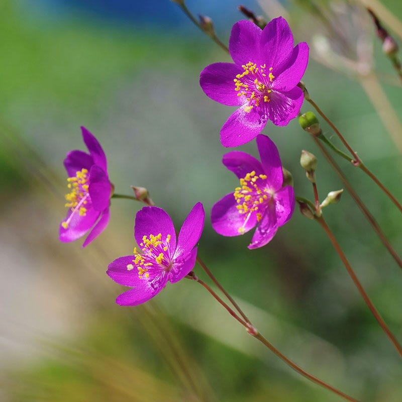 Judith's Favorite Fame Flower