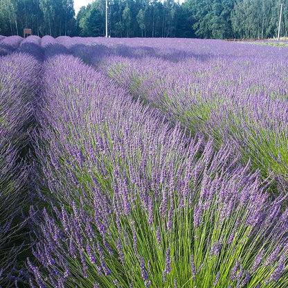 Phenomenal® Lavender