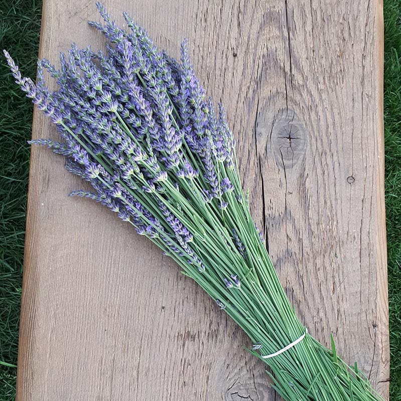 Phenomenal Lavender, Lavandula intermedia