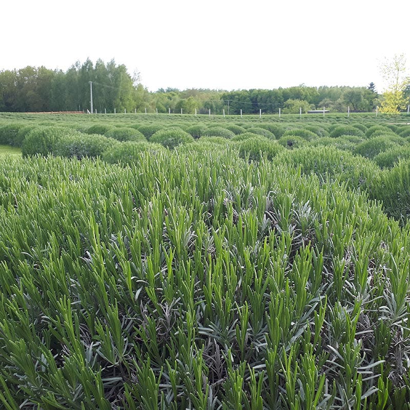 Phenomenal Lavender, Lavandula intermedia